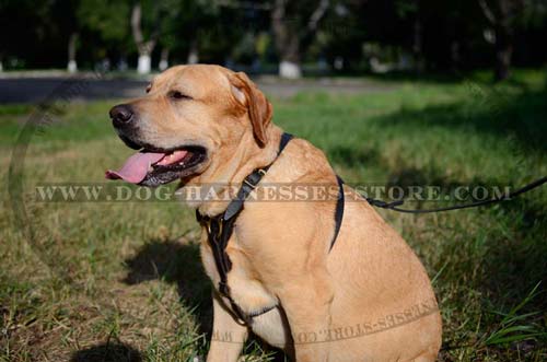 Professional Tracking Leather Dog Harness With Thick Felt  Padding