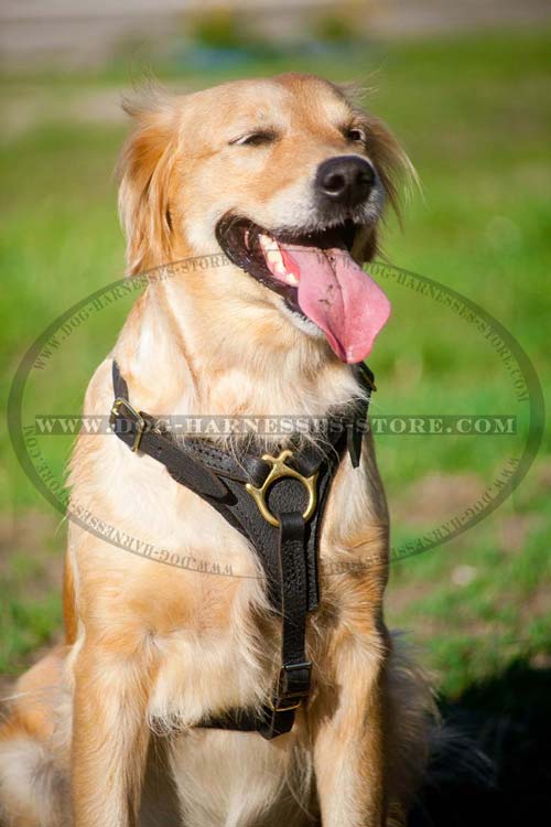 Tracking Leather Dog Harness Padded With Soft Thick Felt