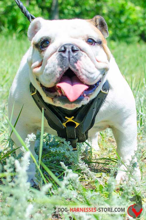 English Bulldog harness with wide felt padded chest plate