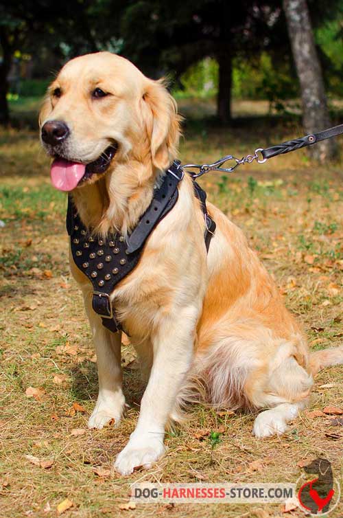 Stylish     Golden Retriever harness for walking