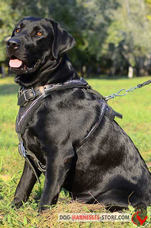 Everyday Leather Labrador Harness Painted with Barbed Wire