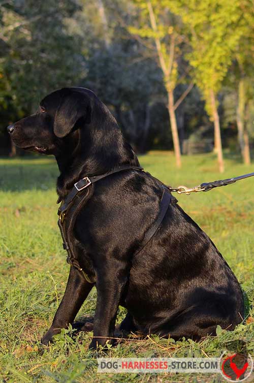 Agitation training leather Labrador Retriever harness