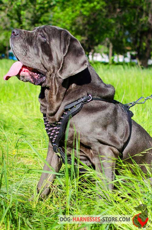Leather Mastiff Neapolitan Harness with Spiked Y-Shape Front Plate