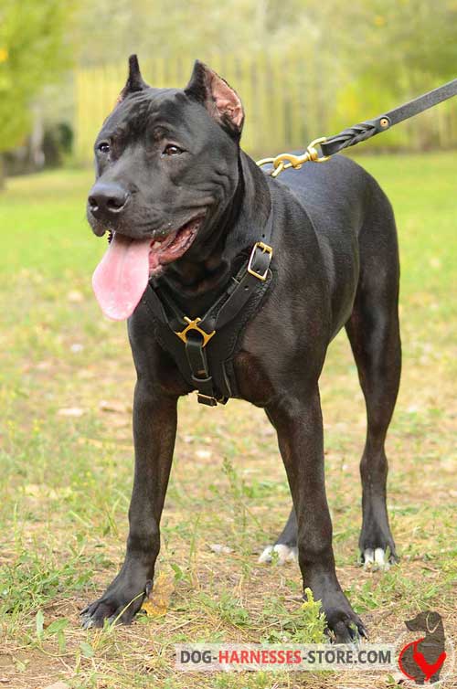 Leather Pitbull harness for walking and training