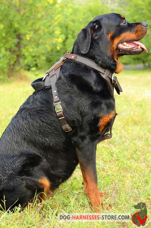 Rottweiler Leather Dog Harness Padded Chest Plate