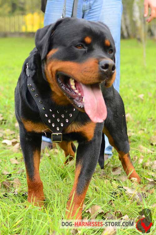 Leather Rottweiler dog harness decorated with spikes