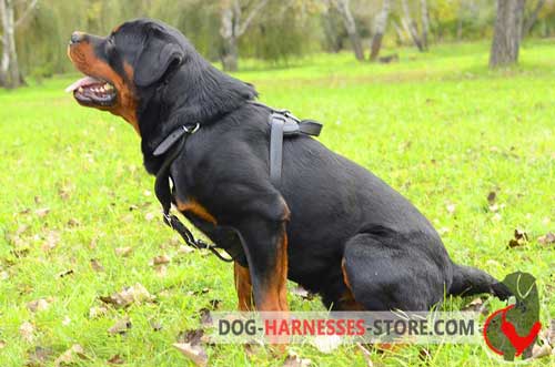 Leather Rottweiler dog harness with reliable handle for better control