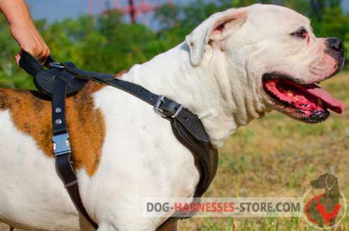 Comfortable leather dog harness