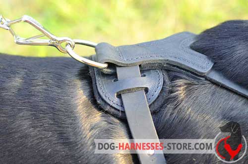 Nickel D-ring for leash