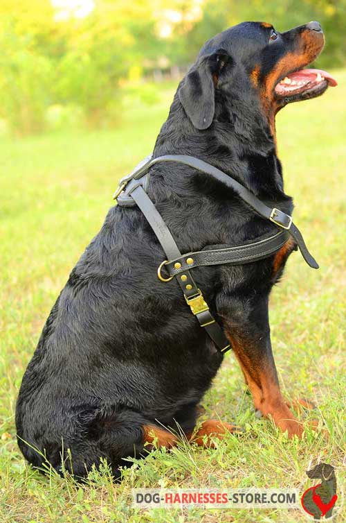 Extra strong leather Rottweiler harness