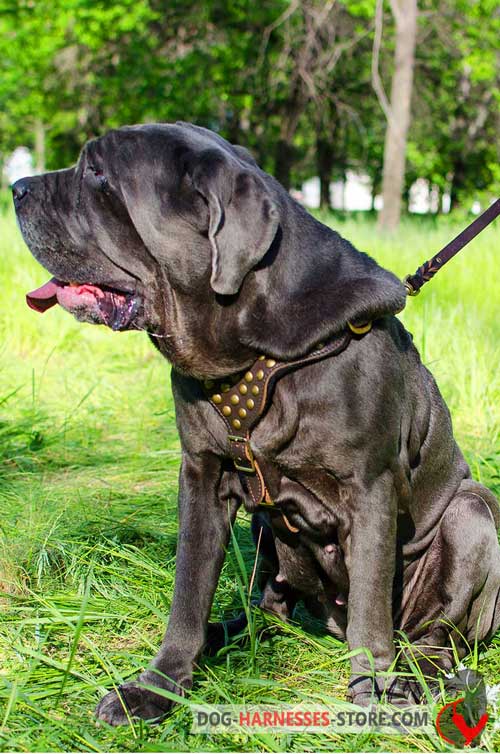 Studded Leather Dog Harness for Mastiff Neapolitan