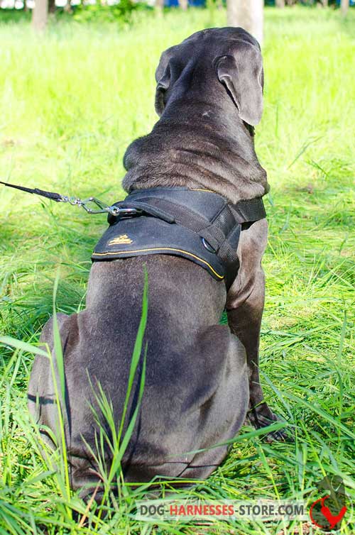 Mastiff Neapolitan Harness with Wide Back Plate