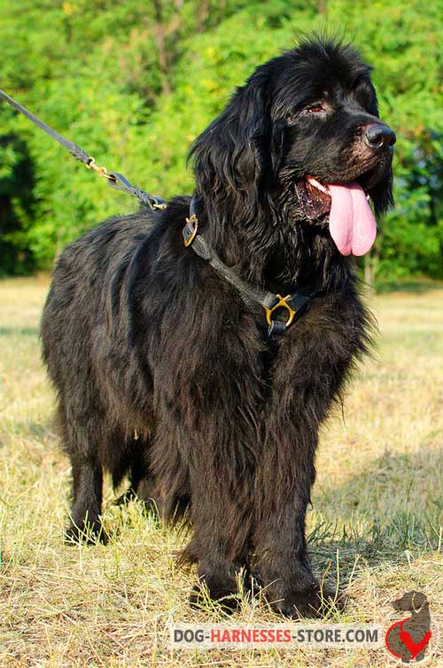 Newfoundland leather harness for comfy walking and training