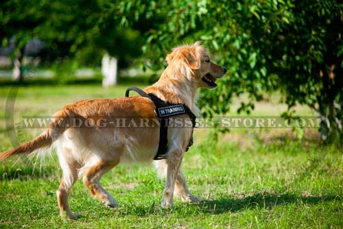 Ultra Strong Nylon Dog Harness