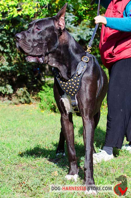 Great Dane leather harness made of supple leather