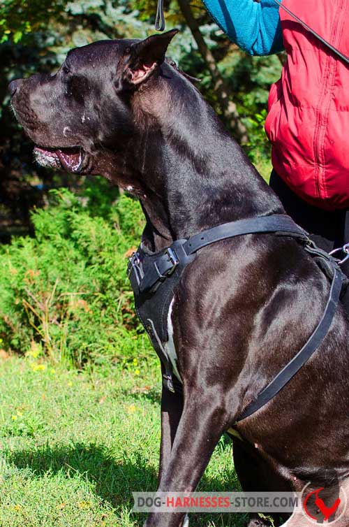 great dane dog harness for training