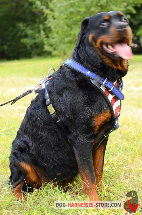 Hand Painted Leather Rottweiler Harness