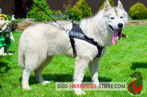 Super comfortable nylon harness for Siberian Husky
