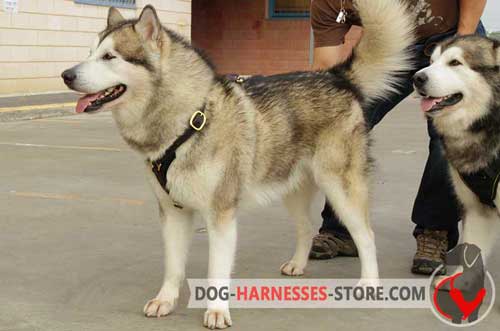 Non-stretching leather harness for Siberian Husky