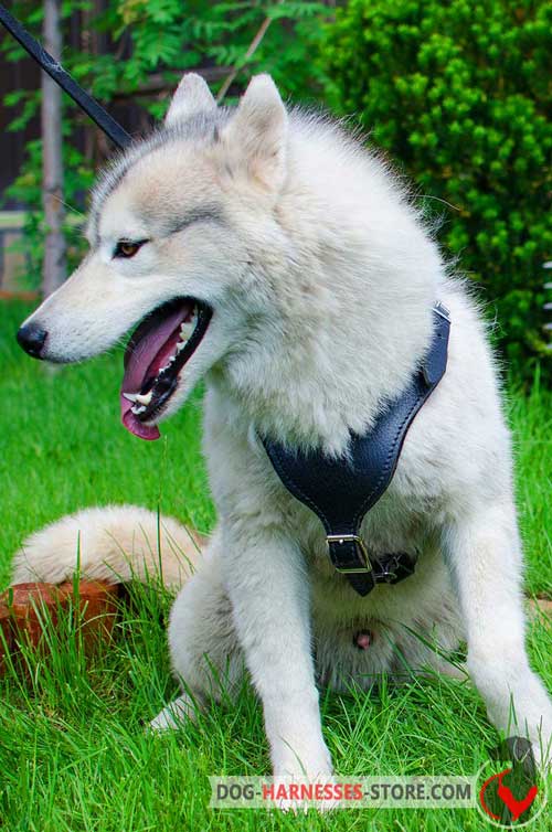 Siberian Husky leather harness with cushion-like plate