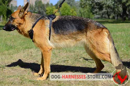 German Shepherd leather dog harness for training and walking