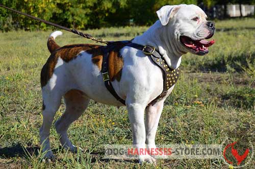 Padded Leather Dog Harness