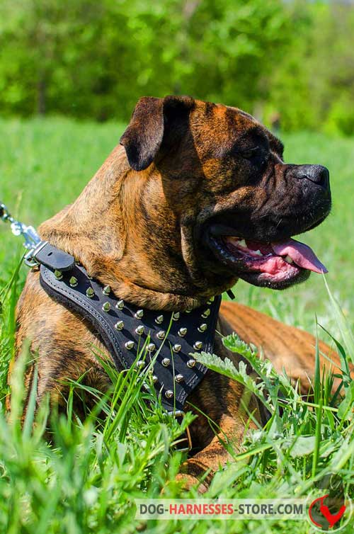 Walking Boxer Harness with Spikes 