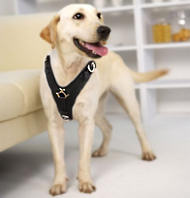 Labrador leather dog harness