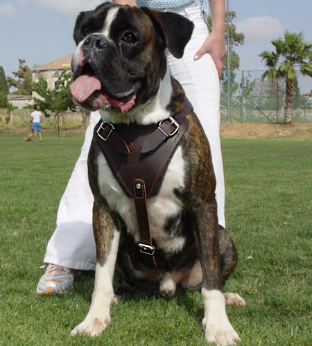 Boxer Leather Dog Harness for Agitation/Protection