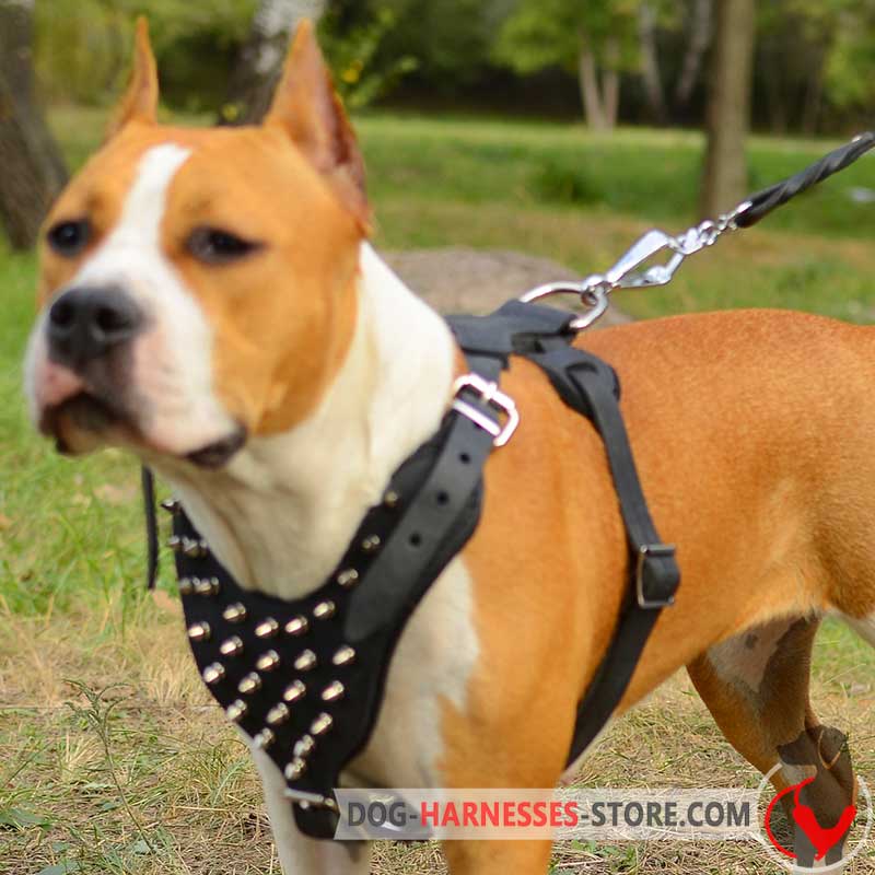AmstaffAmerican Staffordshire Terrier Harness Decorated