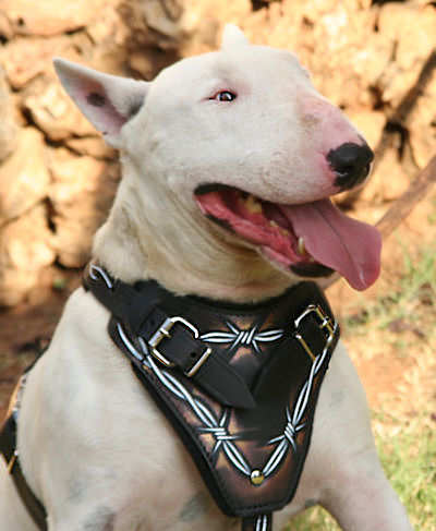 Hand Painted Exclusive Leather English Bull Terrier Harness