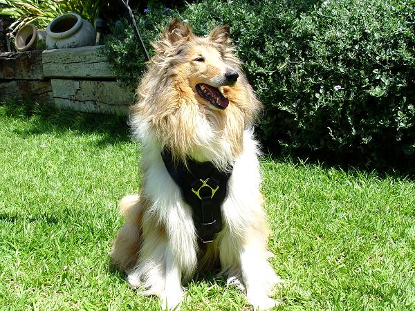 Exclusive Luxury Handcrafted Padded Leather Dog Harness-Collie
