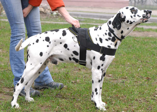 Nylon Dalmatian Harness for Tracking/Pulling [H61092