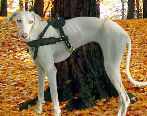 Greyhound Tracking Harness, Leather Dog Harness for Saluki H5