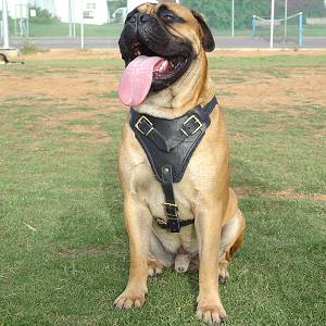 Leather Old English Mastiff Harness for Attack/Agitation Work and Comfy Walking