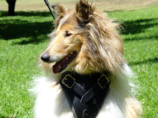 Collie dog harness for walking