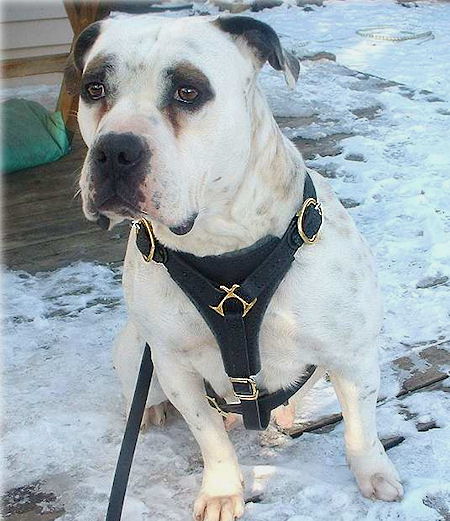 Padded Staffordshire Bull Terrier Harness for Tracking and Walking