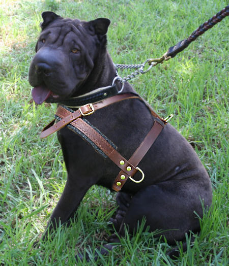 Sharpei Pulling/Tracking Leather Dog Harness