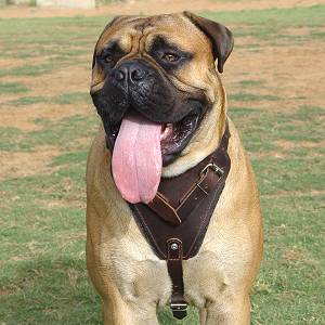 Classic Leather Bullmastiff Harness with Chest Plate