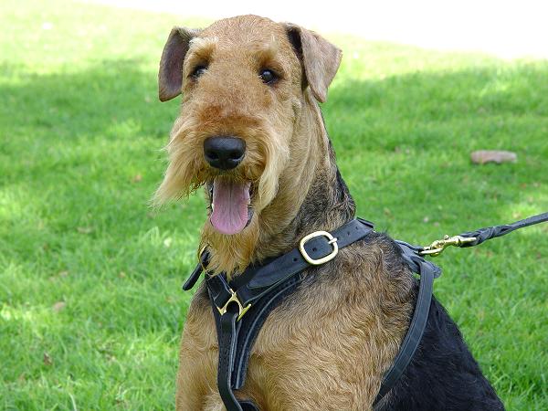 Airedale Terrier Tracking/Walking Leather Dog Harness