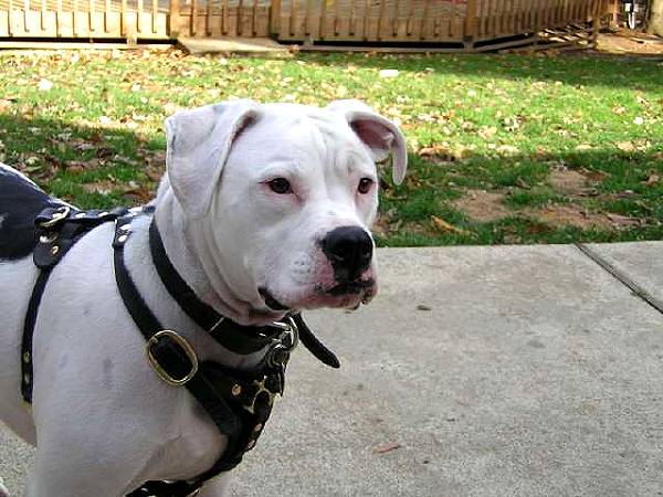 Tracking/Walking Leather American Bulldog Harness with Felt Padded Plate