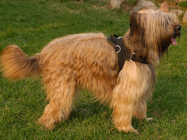 Tracking /Pulling Briard Harness with Strong Handle
