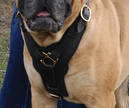 Luxury Handcrafted Leather English Bulldog Harness