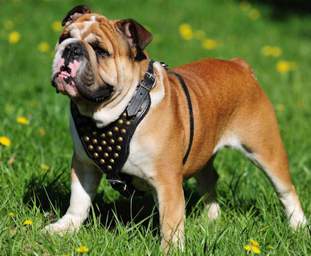 Exclusive Leather British Bulldog Harness for Walking