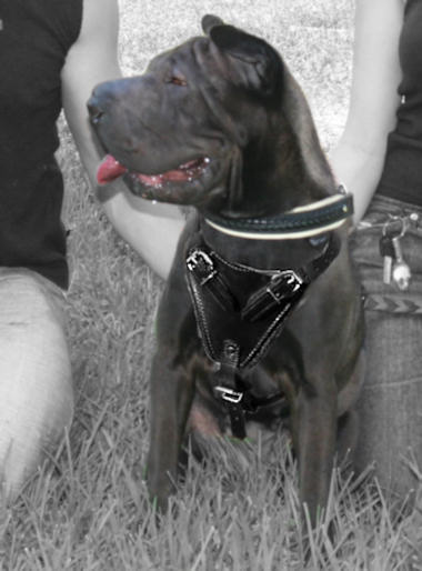 Leather dog harness for Sharpei