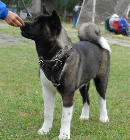 Akita Inu Protection Leather Dog Harness