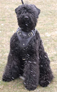 Leather Black Russian Terrier Harness with Quick Release Buckle