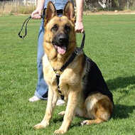 GSD leather dog harness for dog training