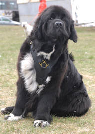 Newfoundland Fashionable Padded Leather Dog Harness
