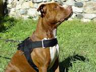 Strong American Pit Bull Terrier Harness for Tracking and Pulling